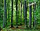 Woodland Forest Peel and Stick Wall Mural |Full Size Large Wall Murals